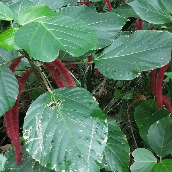 Acalypha hispida Feuille