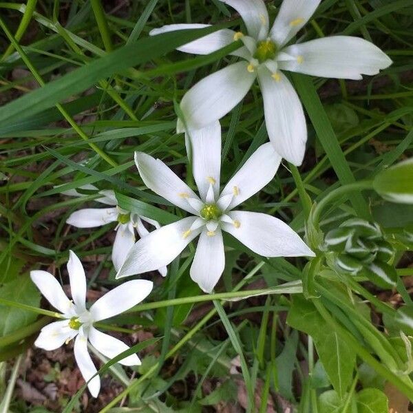 Ornithogalum umbellatum Цветок