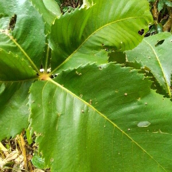 Myrianthus arboreus Blad