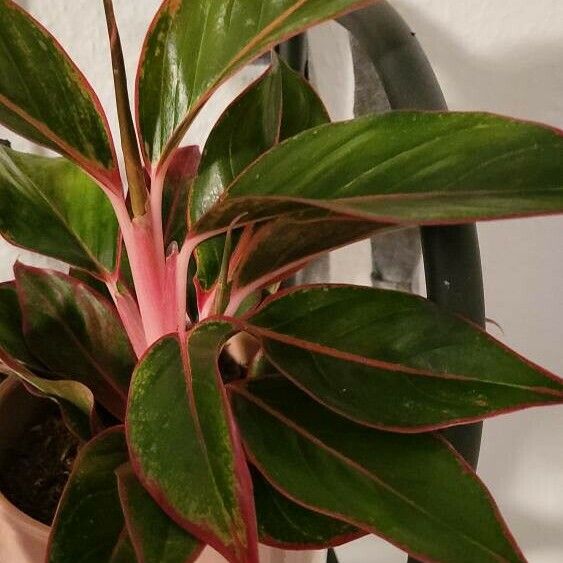 Aglaonema commutatum Blad