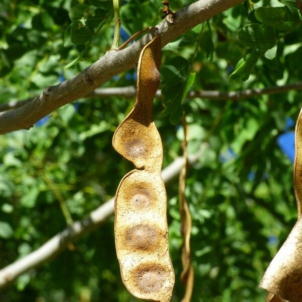 Albizia lebbeck Fruit