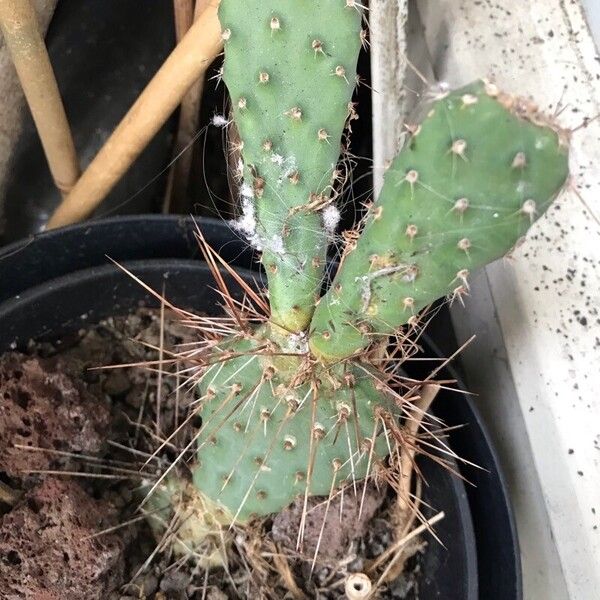 Opuntia polyacantha Лист