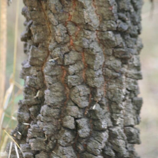 Quercus marilandica Bark