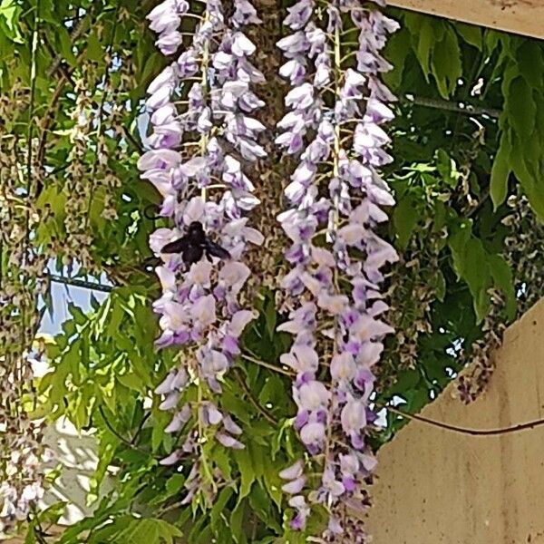 Wisteria floribunda Flower