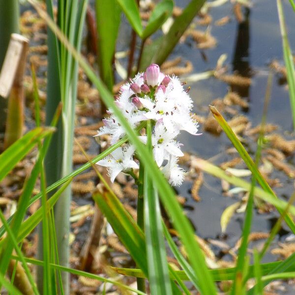 Menyanthes trifoliata Кветка