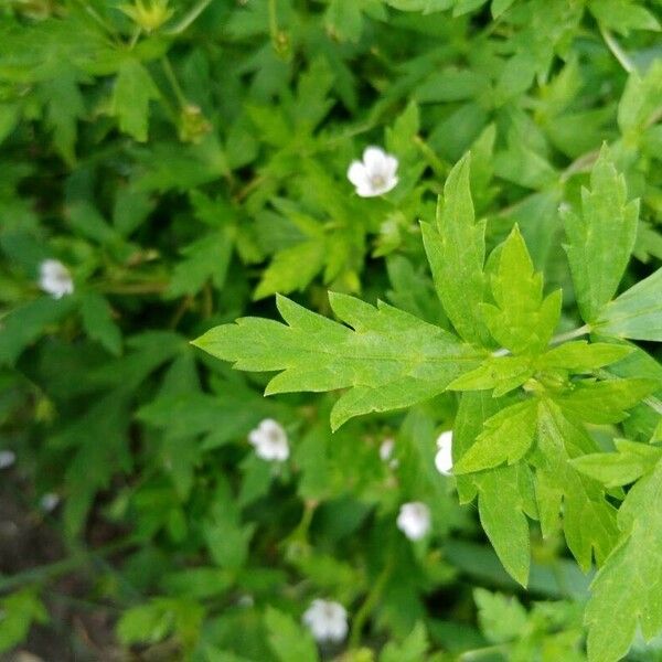 Geranium sibiricum Leaf