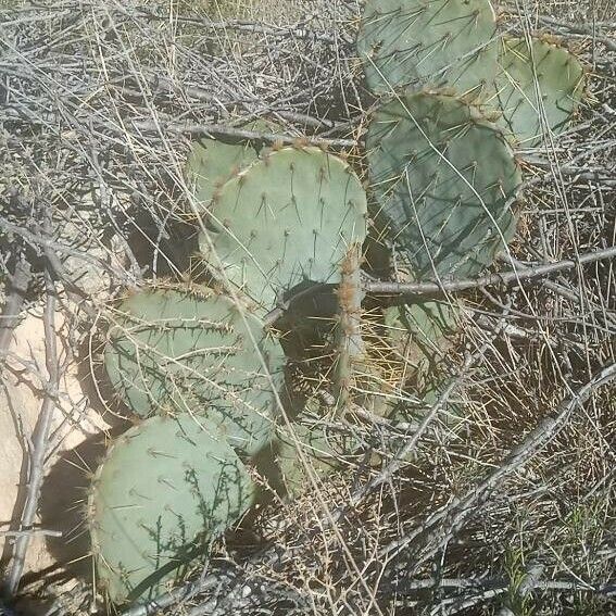 Opuntia engelmannii Hábito