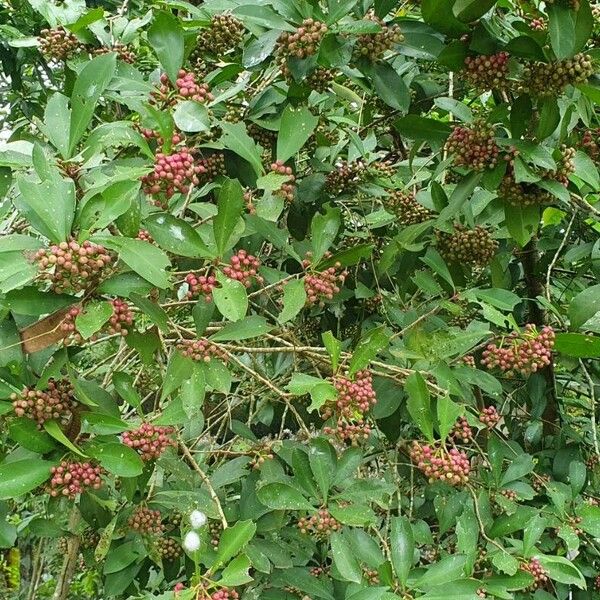 Ardisia elliptica Blatt