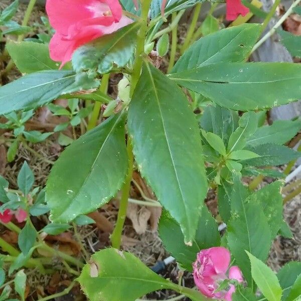 Impatiens balsamina Costuma