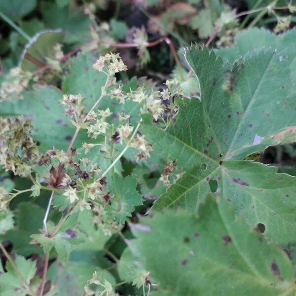 Alchemilla glabra ফুল