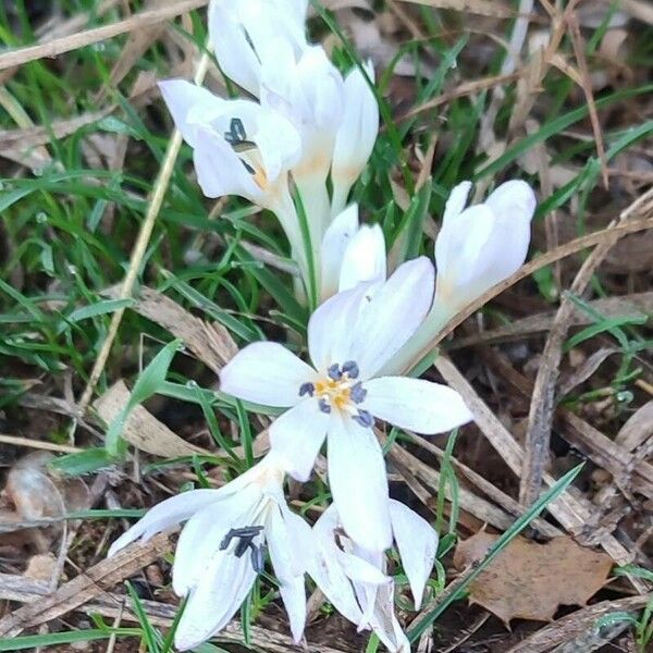 Colchicum cupanii Blodyn