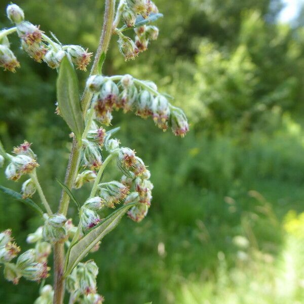 Artemisia vulgaris Kéreg