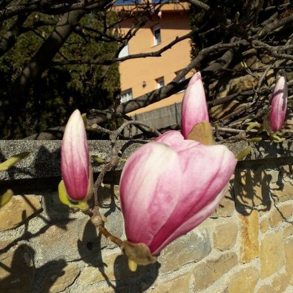 Magnolia × soulangeana പുഷ്പം