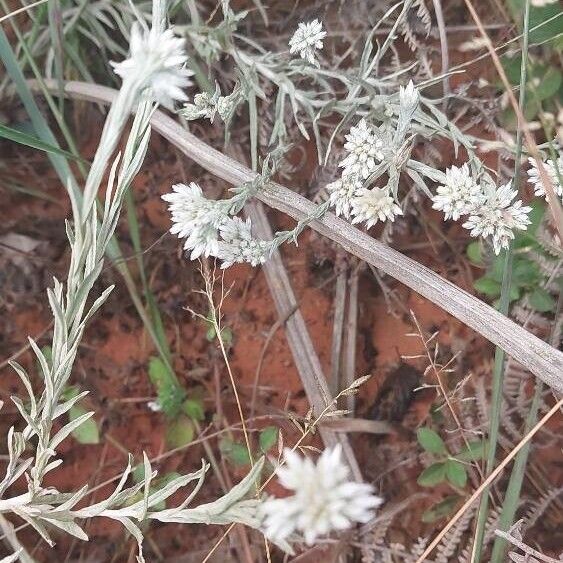 Helichrysum glumaceum Cvet