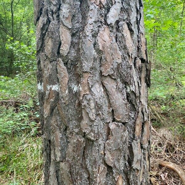 Pinus rigida बार्क (छाल)