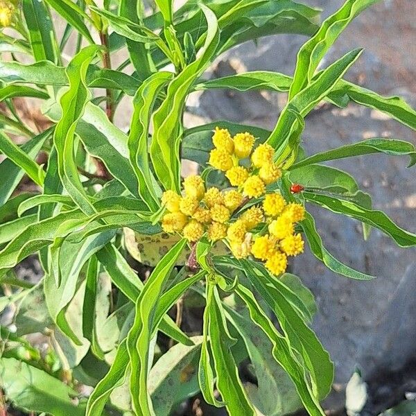 Psiadia punctulata Flors