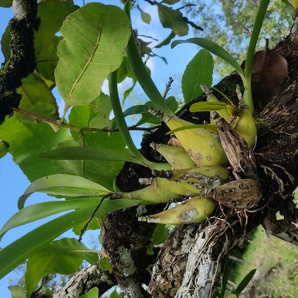 Prosthechea fragrans Leaf