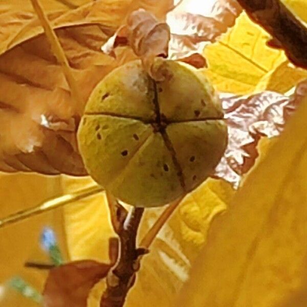 Carya ovata Φρούτο