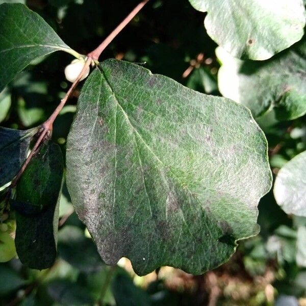 Symphoricarpos albus Blad