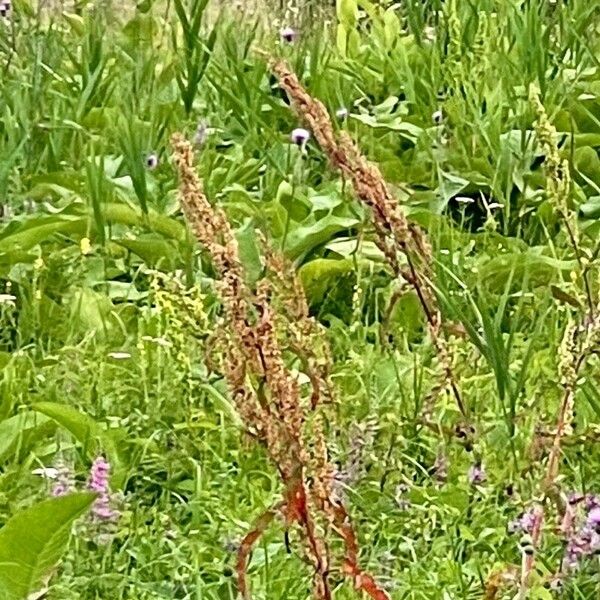 Rumex aquaticus फूल