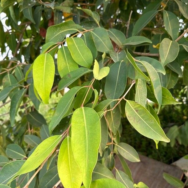 Syzygium guineense Fuelha