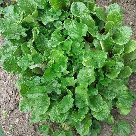 Brassica juncea Deilen