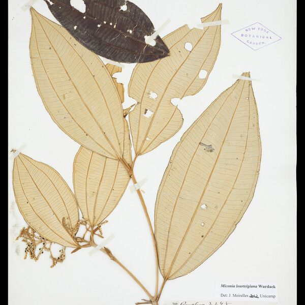 Miconia lourteigiana Frukt