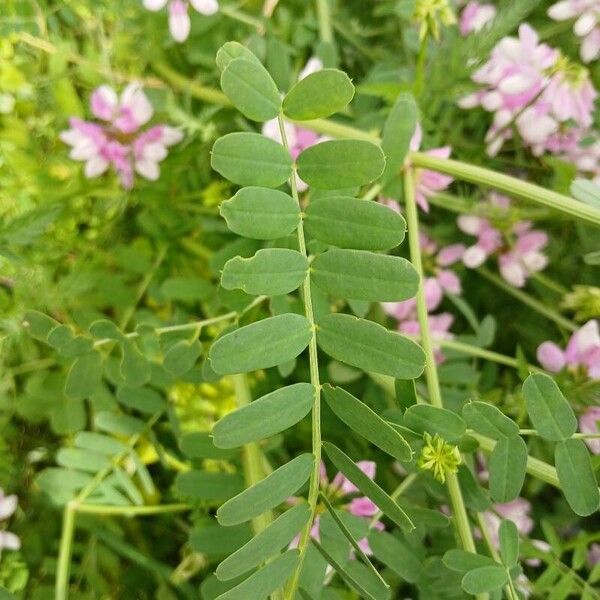 Coronilla varia Leaf