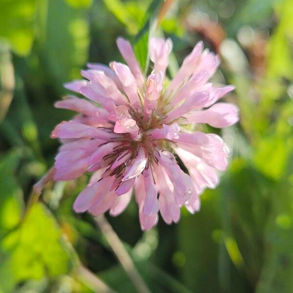 Trifolium medium Bloem