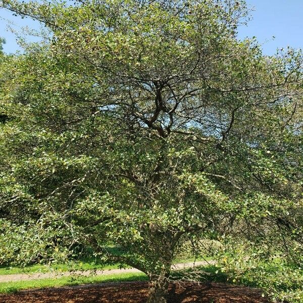 Crataegus crus-galli Habit