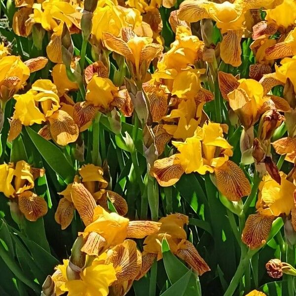 Iris variegata Flower