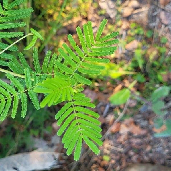 Desmanthus illinoensis Hoja