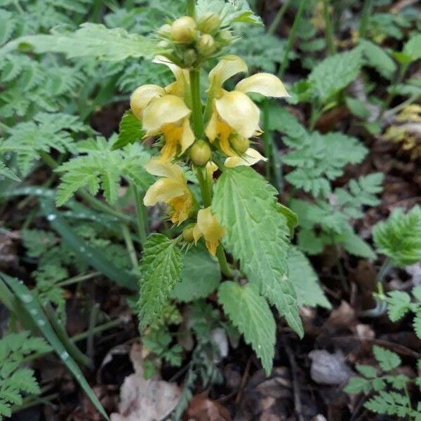 Lamium galeobdolon Цвят