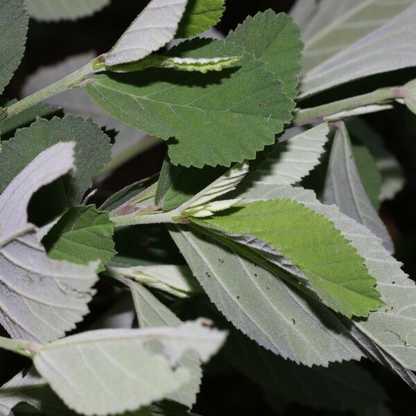 Sida rhombifolia Blatt