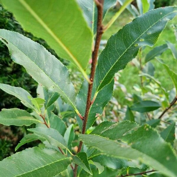 Prunus serotina кора