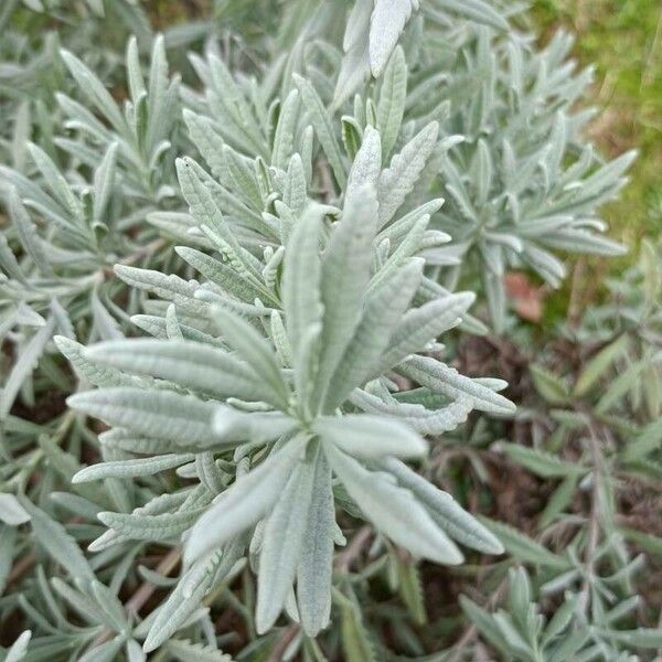 Lavandula dentata Blatt