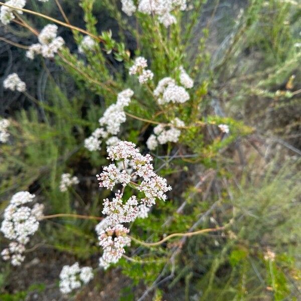 Eriogonum fasciculatum Cvet