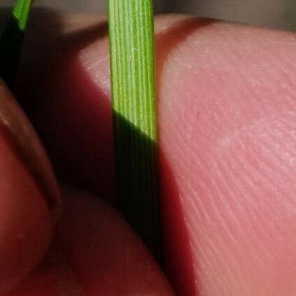 Carex pallescens Leaf