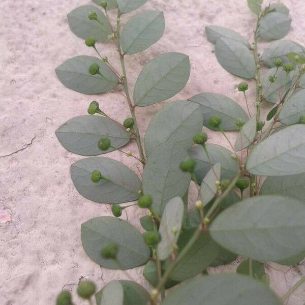 Phyllanthus niruri Leaf