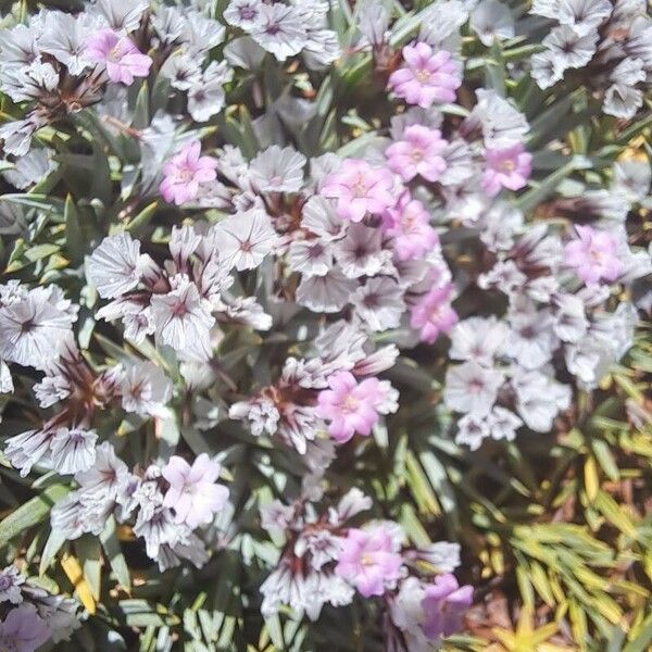 Acantholimon libanoticum Цветок