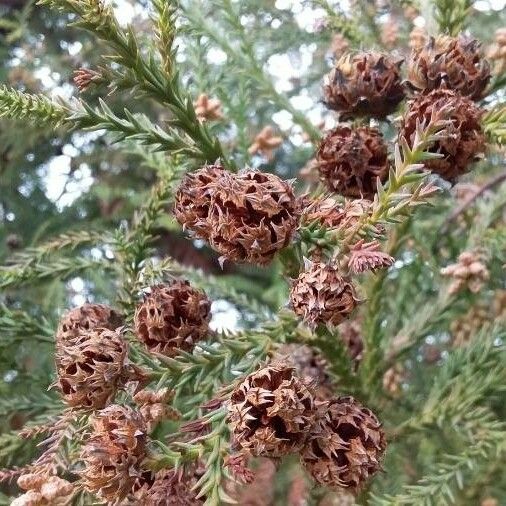 Cryptomeria japonica Fruit