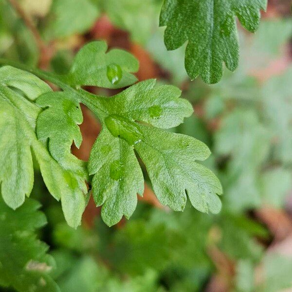 Tanacetum parthenium Hostoa