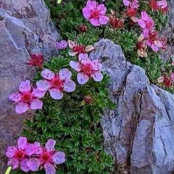 Potentilla nitida Flower