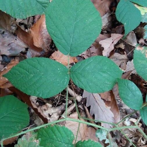 Rubus scaber List