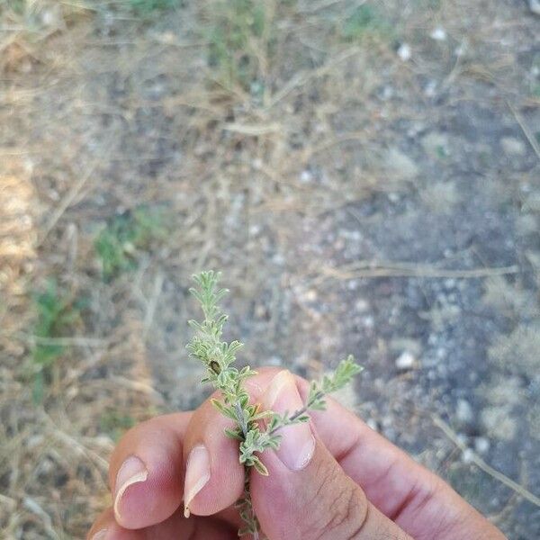 Satureja cuneifolia Ліст