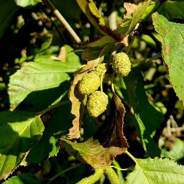 Alnus alnobetula Hedelmä