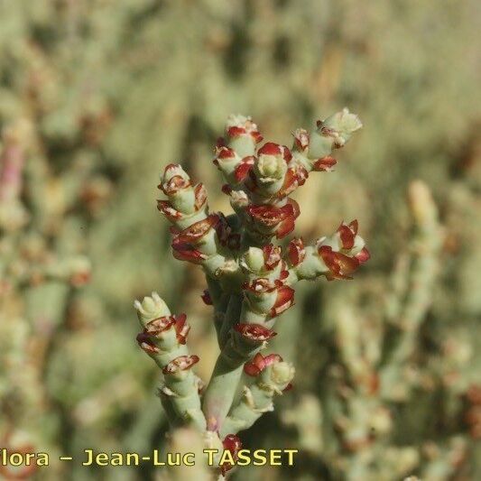 Anabasis articulata മറ്റ്