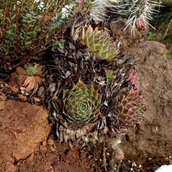 Sempervivum tectorum Foglia