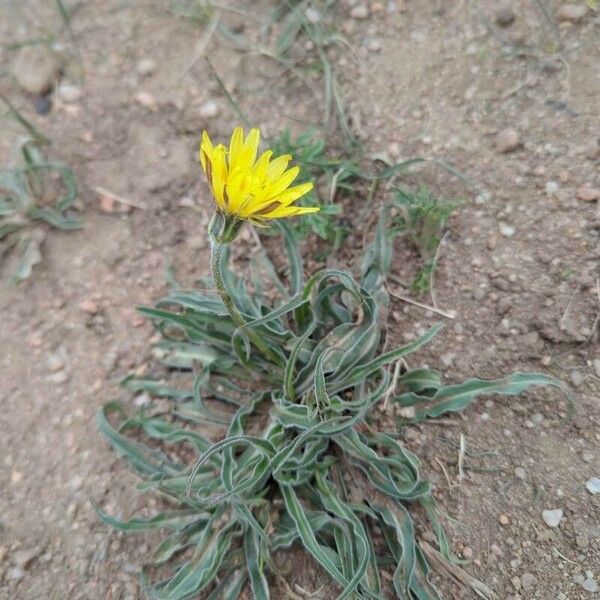 Microseris cuspidata Lapas