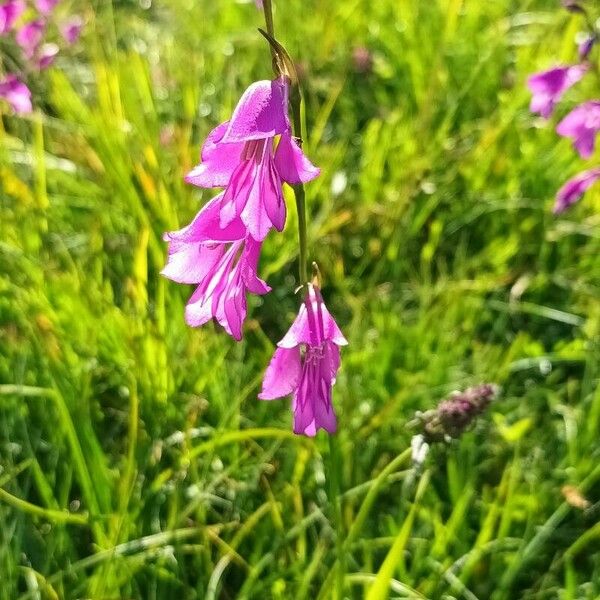 Gladiolus imbricatus Flower